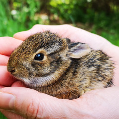 CHILDREN OF RABBITS