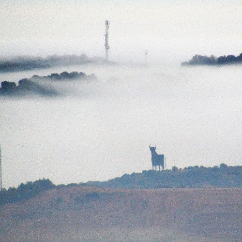 Toro