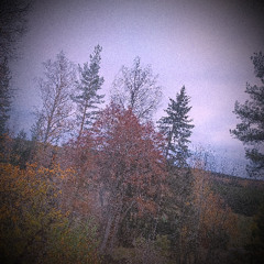 leaves fall down