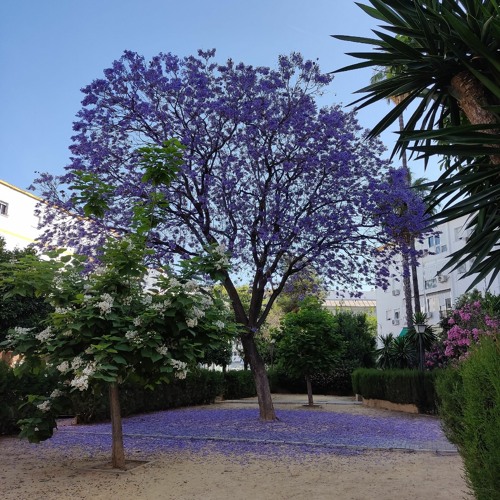 Jacaranda en Sevilla