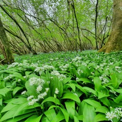 Melcombe Park May 2019 (2).WAV