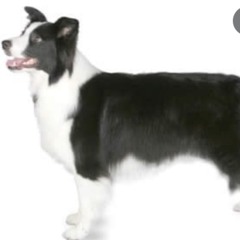 Episode 2: Collies