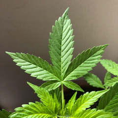 liquid christmas msh up - full effect x kehoe x muller x hasty