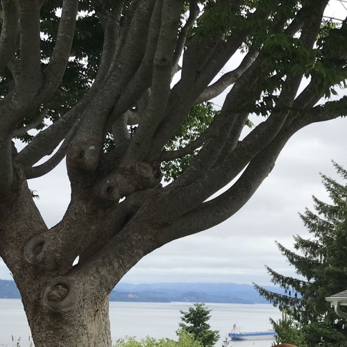 The Tortoise and the Rabbit