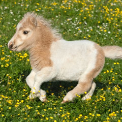 Ponyboy (Harlecore Remix)