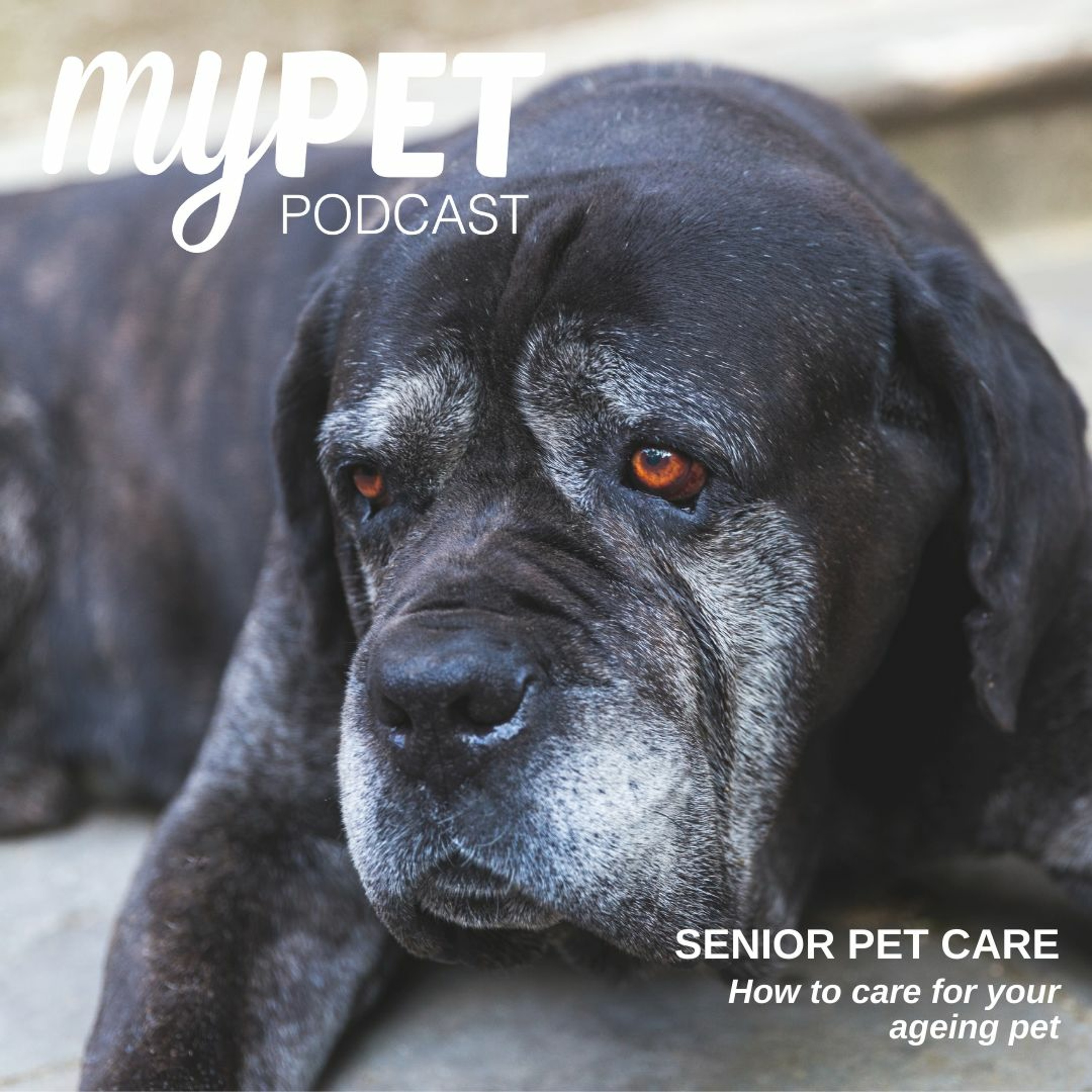 Senior Pet Care; How to care for your ageing pet episode artwork