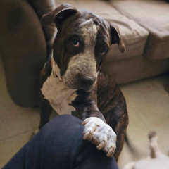 All I Ask (Adele Cover)