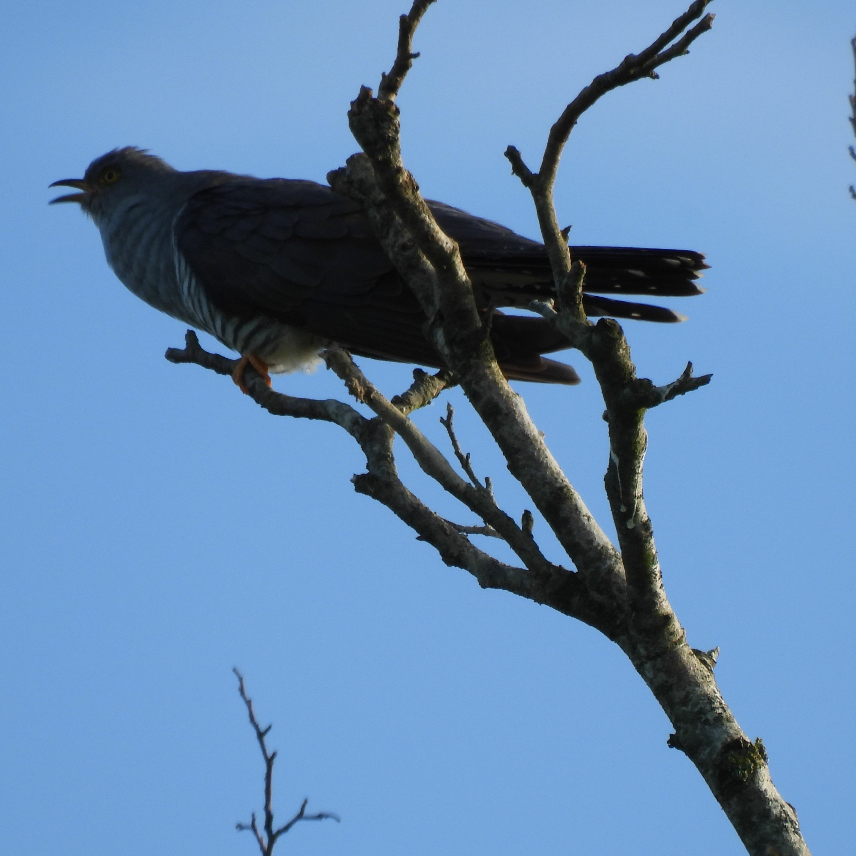 2023 STRAIGHT FROM THE FIELDS 16 - CUCKOOS AND CROWS - CONSERVATION GONE CUCKOO.WAV episode artwork