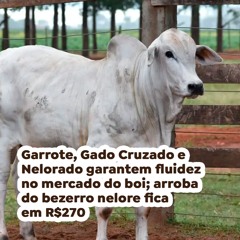 Garrote, Gado Cruzado e Nelorado garantem no mercado do boi; arroba do bezerro nelore fica R$270
