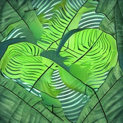 Devil's Ivy Concerto