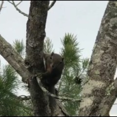 Long Pasia, Sabah, Borneo (Malaysia)