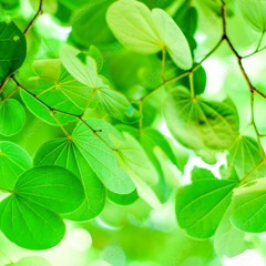 hofbadge - i do what i want to