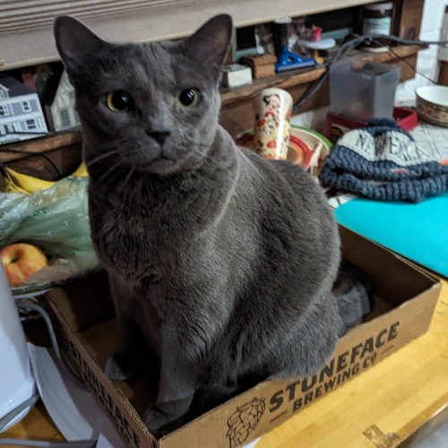 P_Cat