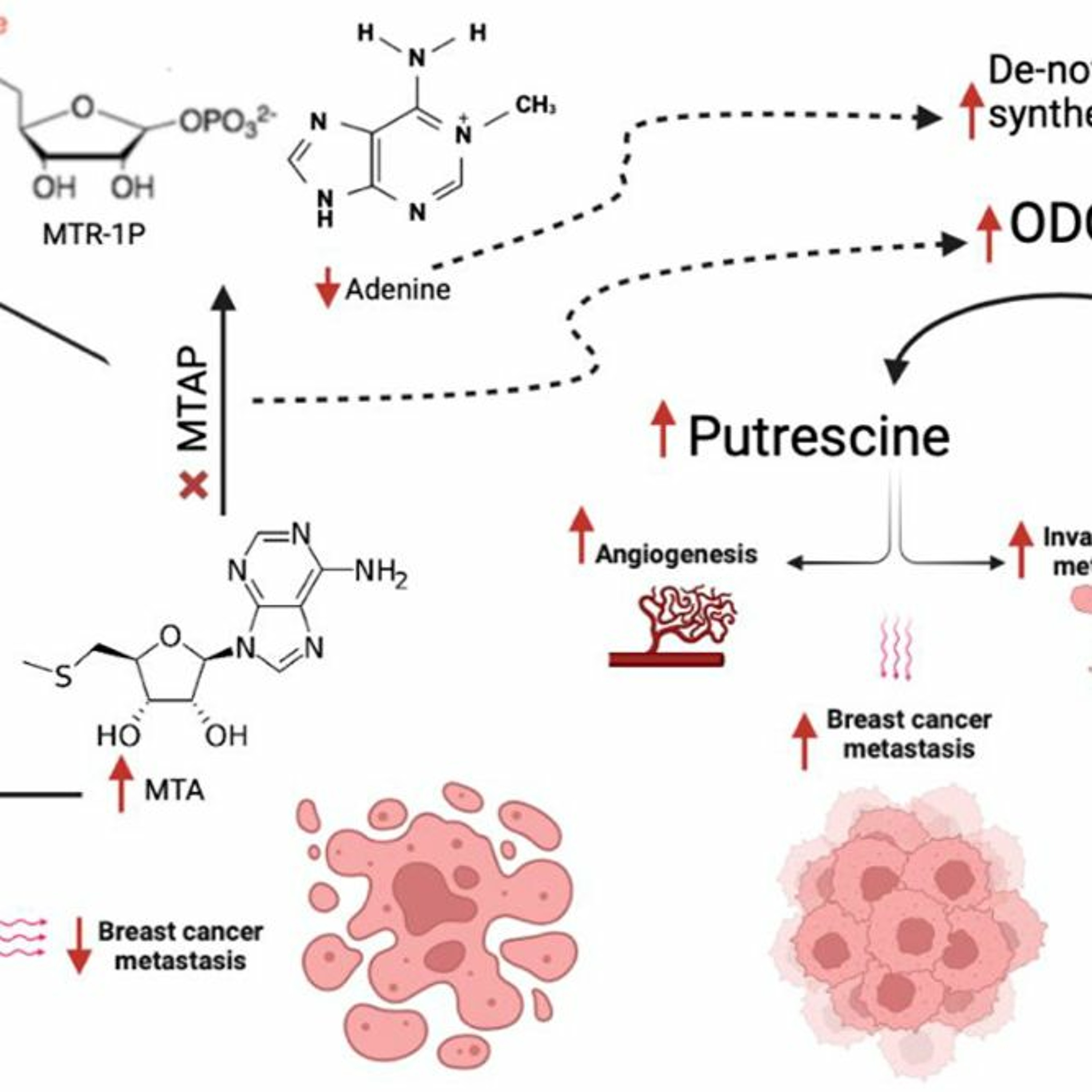 Oncotarget