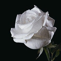 Белые розы (cover на Юрия Шатунова)