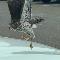 Te - 30 days freestyle