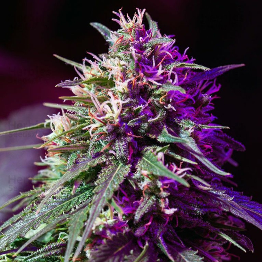 Carman Haze