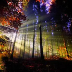 sound of the forest