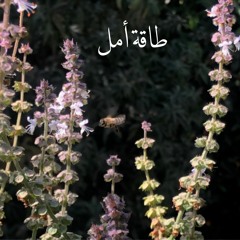 طاقة أمل