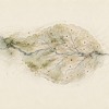 Pochette de La lumière me traverse