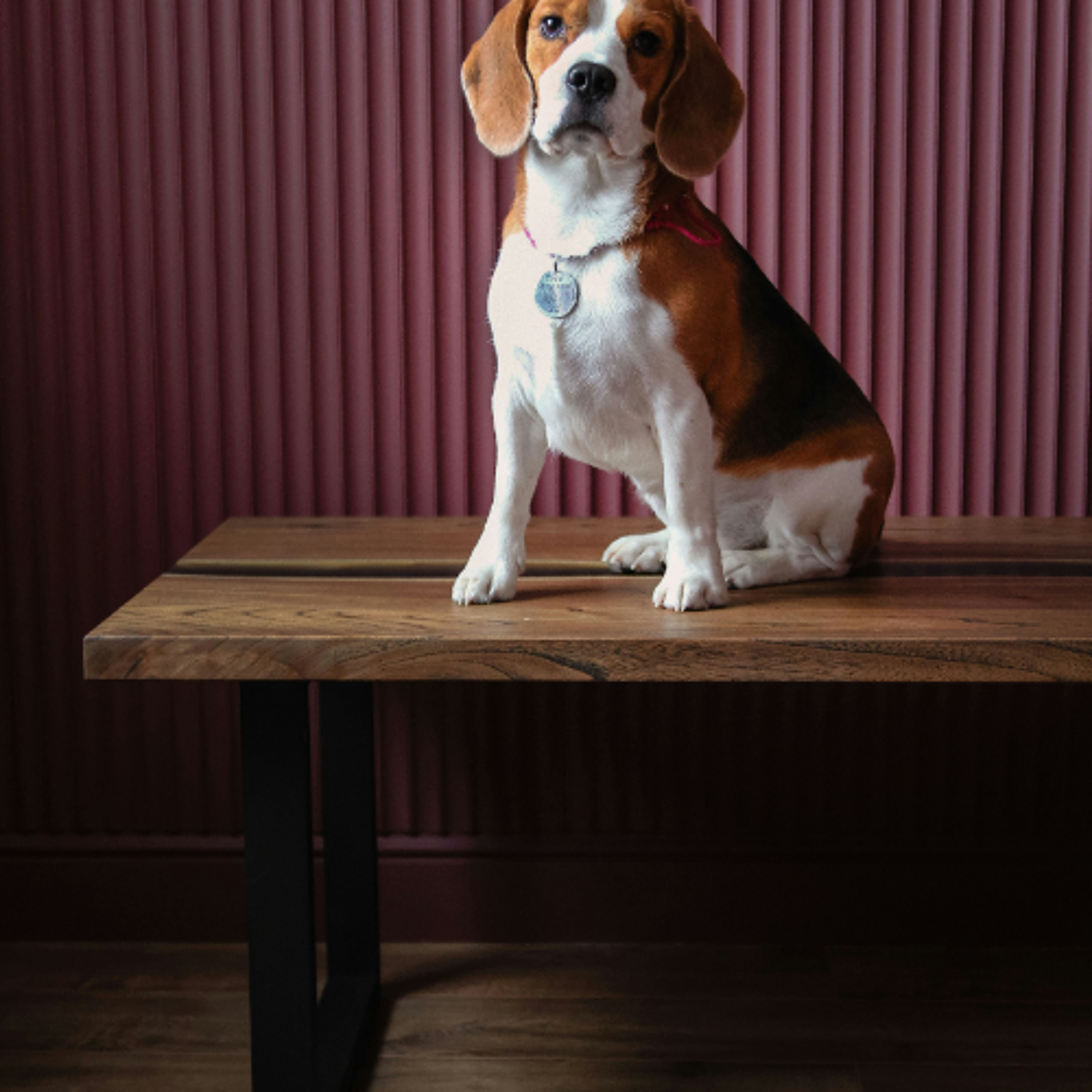 A Beagle With Every Pledge? episode artwork