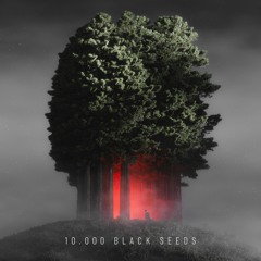 PREMIERE: Björn Torwellen - 10 000 Black Seeds [Nachtstrom Schallplatten]