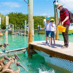 Best Things To Do In Key West With Toddlers Tours Review