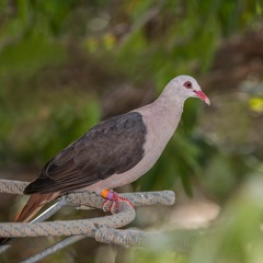 Pink Pigeons Offspring A
