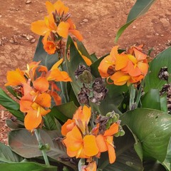 30.10.2025 - Cap. XXIV - Não Coloqueis a Candeia Sob...  - Os Sãos Não Precisam de Médicos (11)