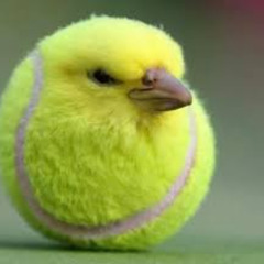 what do you call a sterling with 4 legs? idk #tennisbird