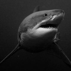 Great White Shark X  Zachariehs - All For Nothing (tik tok edit)