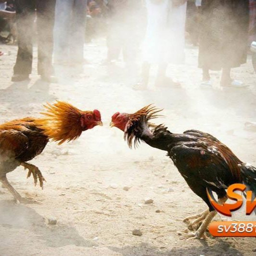 Chi tiết các thông tin về đá gà mới nhất