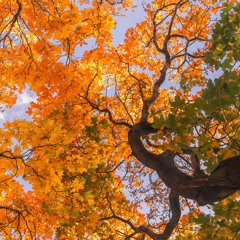 Vocal Production Scrapped_V10_Official Production Before Mixdown (Revisions 4.1 695 and down)