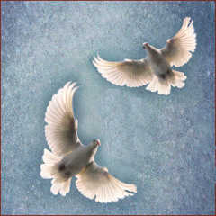 "The voices of peace"