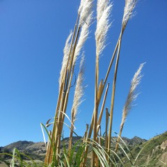 vent dans les roseaux. Quilotoa
