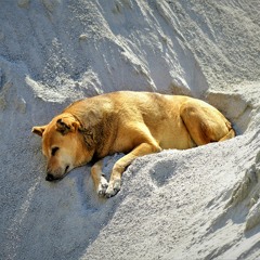 Blissed out