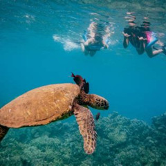 Best Molokini Crater Snorkel Trip Tours Review