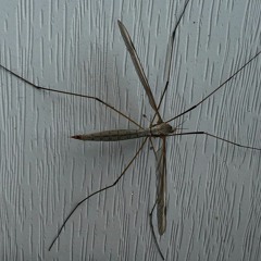 Mosquitos Mercy Me