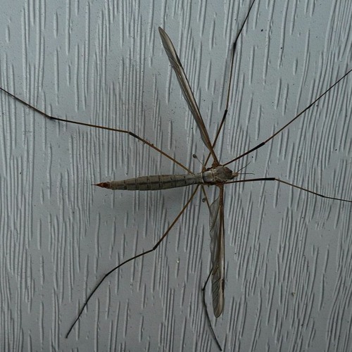 Mosquitos Mercy Me
