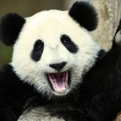 [Free] bit-i like pandas