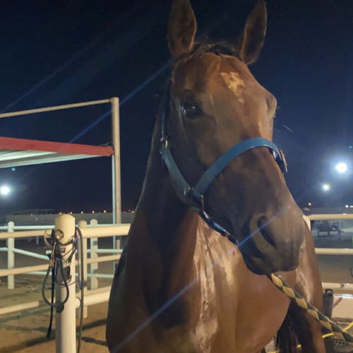 عيضة المنهالي - الذيبة