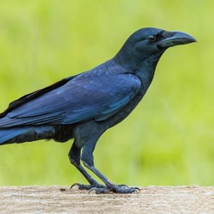 Sparrow Lark Bird Call Sound Effect