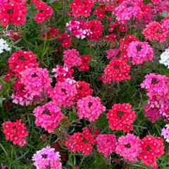 At the garden she passa se esfregando