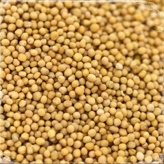 Mustard Seed