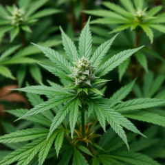 Wake and Bake Family