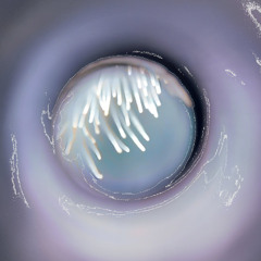 Indefinite Pitch PREMIERES. Séraphine de Tremblay - Carrette [Polën]