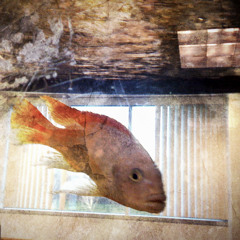 251202 - Nothing Weird Hear