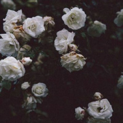 Flower - Johnny Stimson (cover by danhas)