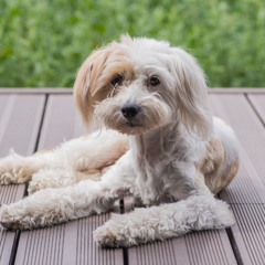 Evening Dog Barking | Mountain Stream, Field Recording