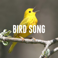 Songbird Hymn
